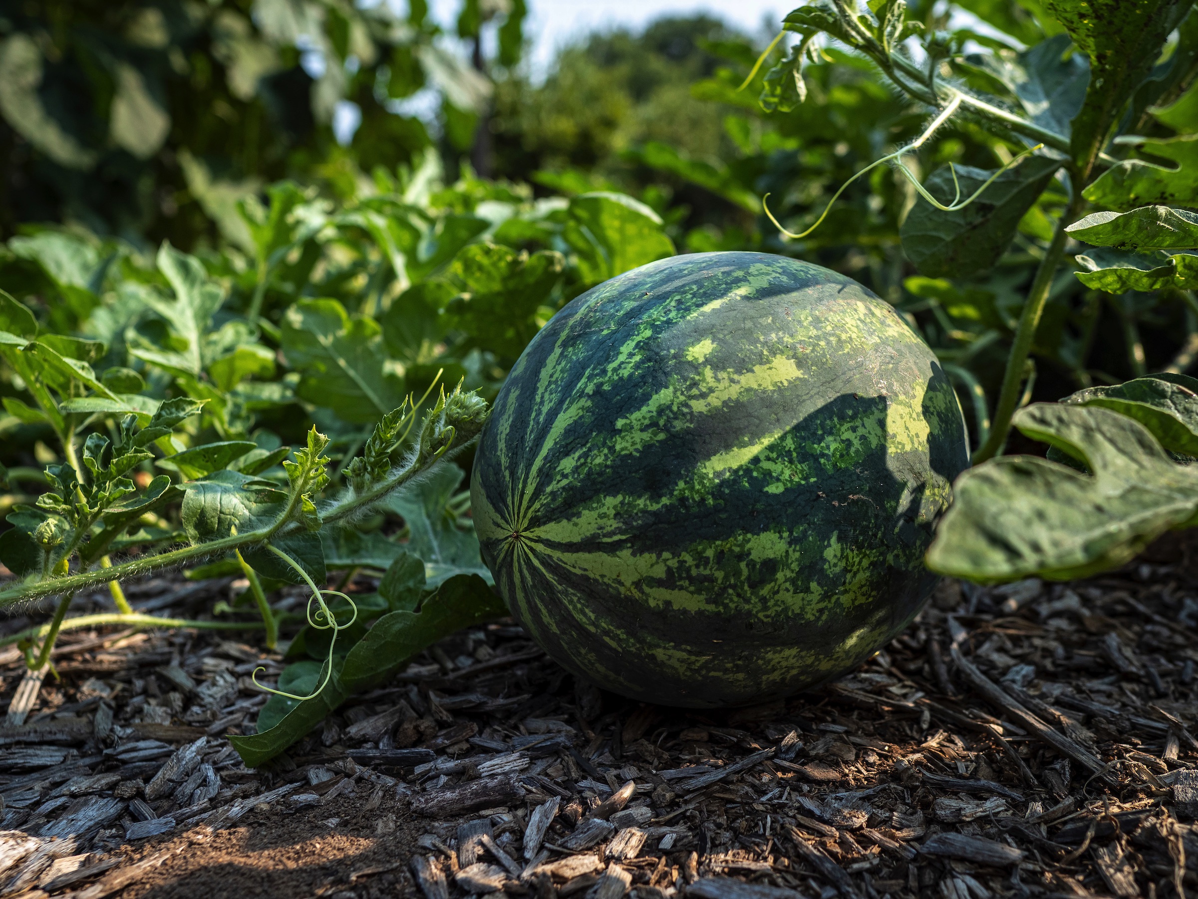 photo of a watermelon growing on a vine
